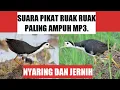 Lagu Suara pikat ruak ruak paling ampuh dan terbukti || Suara pikat MP3 full durasi panjang