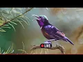Download Lagu 🛑LIVE🎥Beautiful Bird Sounds | Hummingbird | Breathtaking Nature | Stress Relief \u0026 Healing Ambiance