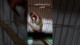 تغريد الحسون الويداني مشاء الله 