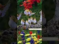 Download Lagu Bird 🐦🐦🐦 Sound #ringtone #shorts