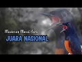 Download Lagu TERAPI MALAM HARI MURAI BATU ISIAN MEWAH juara nasional