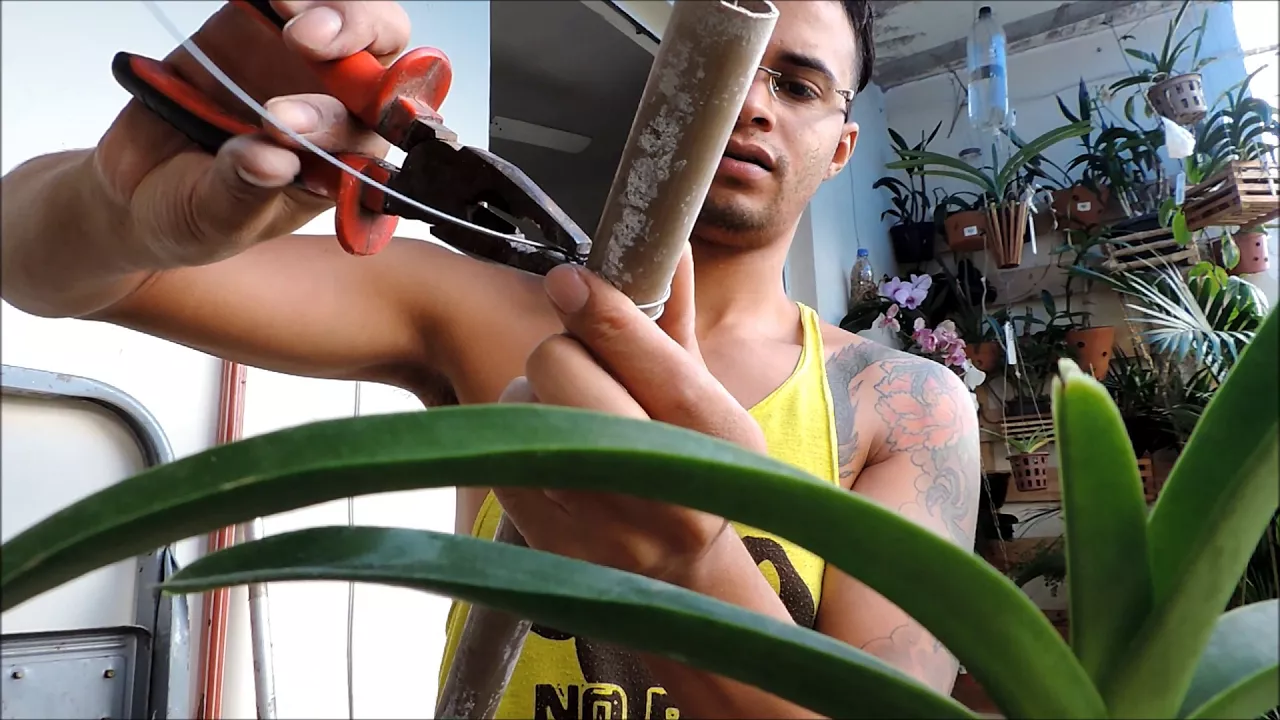 ORQUÍDEA VANDA EM VASO E COMO FAZER ARAME PARA PENDURAR