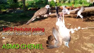 suara pikat perkutut sekebon paling ampuh buktikan sendiri 