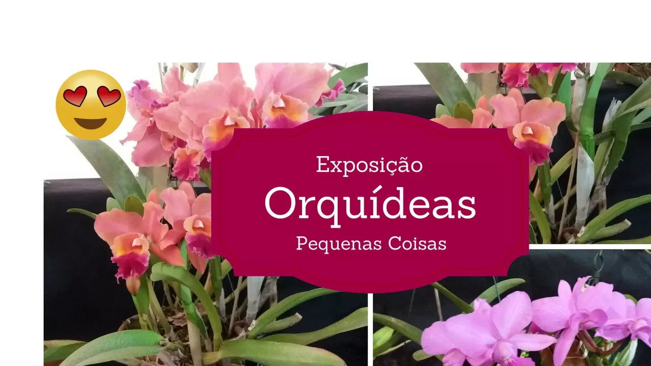 EXPOSIÇÃO DE ORQUÍDEAS GOIÂNIA