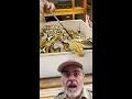 ANGRY MOMMA PYTHON