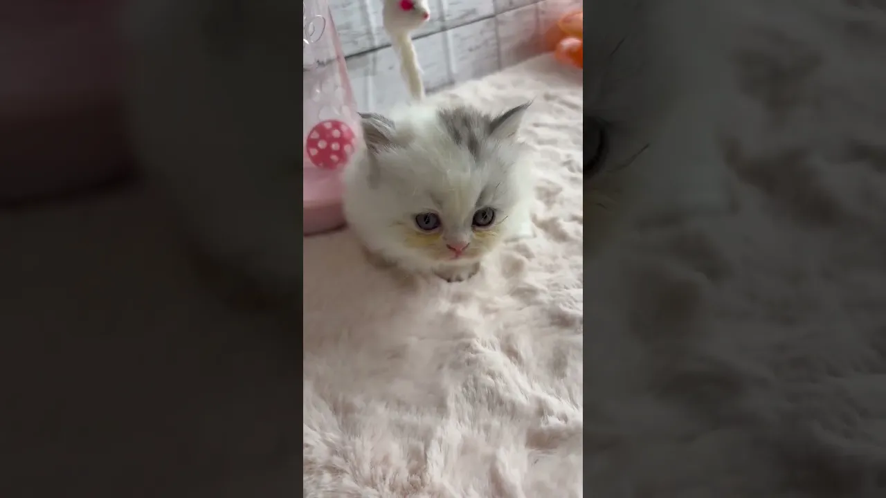 動画