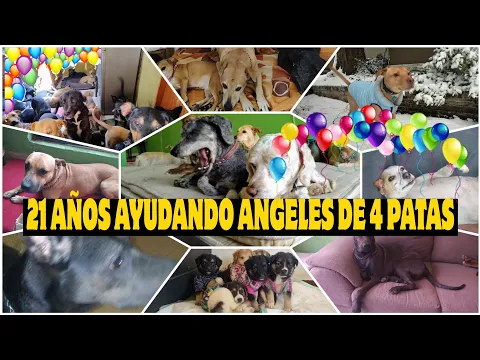 Download MP3 21 AÑOS RESCATANDO ANGELES DE 4 PATAS