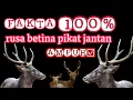 Download Lagu SUPER AMPUH  suara memikat rusa betina memanggil rusa jantan (tradisi rahasia suara kantong semar)