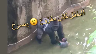 طفل ذو 4 سنوات يقع بقفص غوريلا في احدى حدائق الحيوانات بأمريكا Cincinnati Zoo انظرو ما وقع هل سينجو 