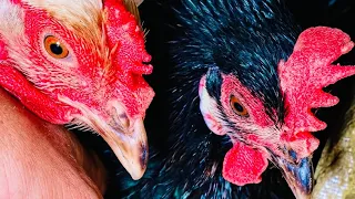 The process of artificially breeding chicks π£#chicken #chickens #chicks #cutechicks #animals