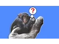EVOLUTION Why Are There Still Monkeys BRITLAB