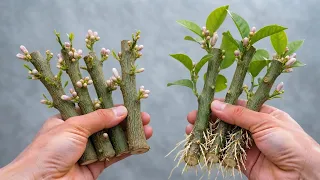 🔴LIVE 🍋Lemon Tree Propagation with 100% Rooting Success!