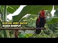 Lagu Nuri gacor,  suara  komplit. Dijamin burung nuri pasti rajin bunyi@nurimenarik4059