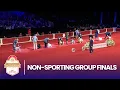 Non-Sporting Group Finals 2025 AKC National Championship Presented by Royal Canin