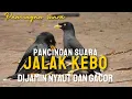 Download Lagu Suara Pancingan Jalak kebo d jamin Nyaut dan Gacor #jalakkebo #jalakkebomataputih #burungjalakgacor