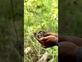 Download Lagu Mikat burung prenjak kepala merah #burung #birds #birdsounds #prenjak