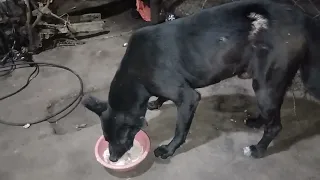 Que Come Tu Perro 💖🐶 Mi Perrito Come Patitas De Pollo