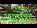Download Lagu Suara pikat||ayam hutan betina||panggil jantan ngajak kawin||100% ampuh