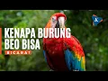 Download Lagu Kenapa Burung Beo Bisa Bicara?