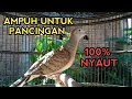 Download Lagu SUARA PERKUTUT BANGKOK GACOR AMPUH UNTUK PANCINGAN PERKUTUT MANAPUN PASTI NYAUT