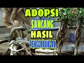 Lagu program sanacang dengan cara PENGGABUNGAN‼️TEBUKTI MEMPERSINGKAT WAKTU✔️@MKbonsai