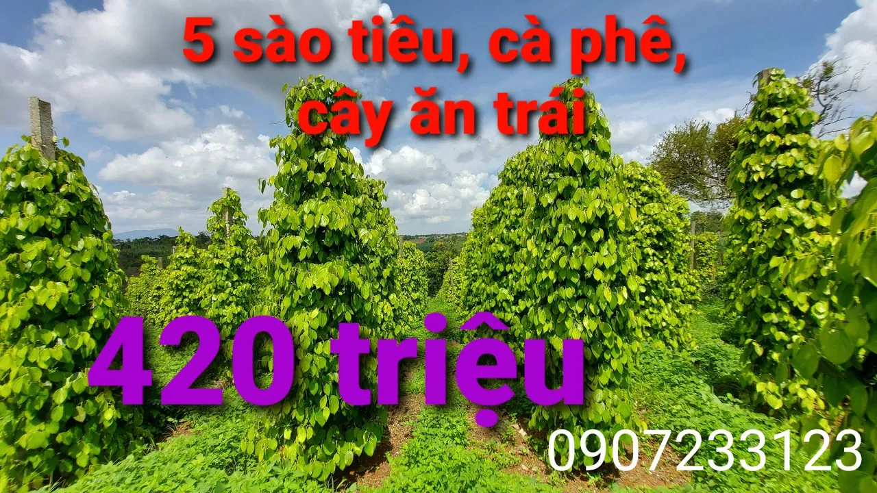 Bán 5 sào tiêu xen cà phê. Cây ăn trái.
