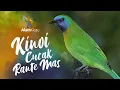 Download Lagu Masteran CUCAK RANTE MAS  - KINOI Tajam Kasar untuk Murai Batu, Cucak Ijo, Kacer. Cendet