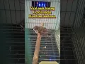 anak burung gereja gacor !!! sudah bisa buat masteran burung juara