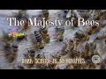 Download Lagu Sounds for Deep Sleep ⨀ The Sound of Honey Bees ⨀ Dark Screen ⨀ 11 Hours