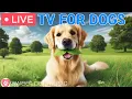 Download Lagu 🔴24 Hours of Dog TV🎵🐶Calming Dog Music for Dog Sleep🐾🩷Soothing Music to Ease Dog Anxiety and Stress