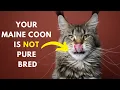 How to identify Your Maine coon Cat is Pure Bred or not