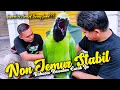 Download Lagu RAHASIA Cucak Ijo SLAMET: Gak Dijemur, Tetap Juara!