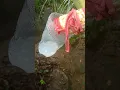 Download Lagu coconut toddy #trending #satisfying #nature #viral #shorts #new #world #enjoy #education