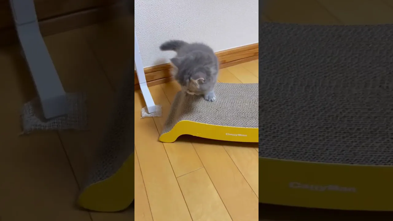 動画