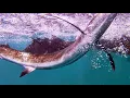 POV Weekend Sailfish Madness in Kuala Rompin