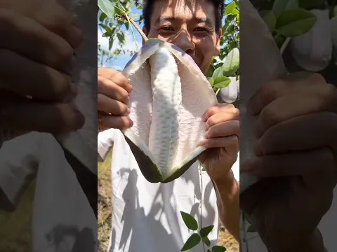 Akebia fruit farm and eating #shorts #viral #agriculture #yummy