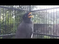 Lagu Masteran Burung Jalak Dengan Suara Jalak Kebo Gacor Eps 788