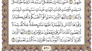 سورة التحريم مكتوبة فضيلة الشيخ مشاري العفاسي 