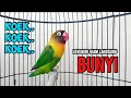 Download Lagu Suara Burung Lovebird Ngekek Panjang, Dengar FIGHTERnya Lovebird manapun Langsung NYAUT BUNYI