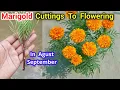 Download Lagu Marigold by Cuttings To Flowering Update / How To Grow Marigold From Cuttings