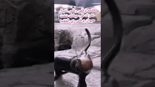 كوكتيل مشكل موقع يختص بعرض فيديوهات مميزة جدا   وسع  صدرك                                           دندنها