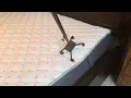 Denver mattress doctors choice 3 year-old mattress catastrophic fail on both sides please replace