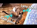 Seal Point Siamese Cat vs Lynx Point Siamese Cat Playing running wrestling having zoomies