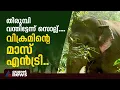 അന്ന് തുരത്തിയവരുടെ അതിഥിയായി തലയെടുപ്പോടെ അവൻ വീണ്ടും കൂടല്ലൂരിൽ; കടുവയെ പിടിക്കാൻ വിക്രവും