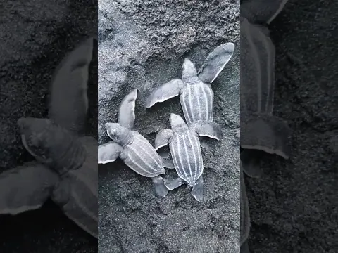 Leatherback seaturtle babies on their dangerous way to the ocean to start their life's journey.