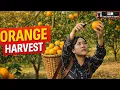 Lagu Sam Returns to an Abandoned Home, Orange Harvest | Ep 11
