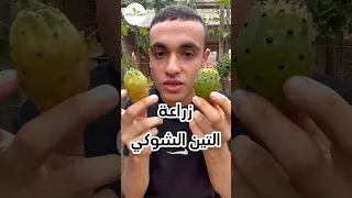 عمرك زرعت التين الشوكي زراعة Gardening Plant اكسبلور زراعة التين اكسبلور 