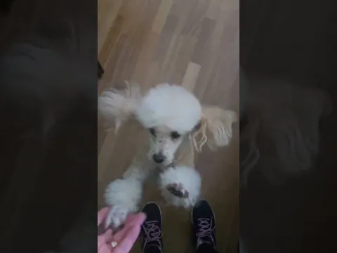 Questo adorabile barboncino Γ¨ felice di vedermi, o Γ¨ felice di vedere la merenda #barboncino