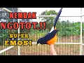 Download Lagu Variasi Tembakan KASAR Murai Batu Gacor Full ISIAN Super pedas