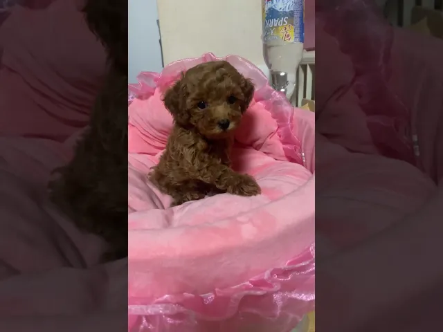 動画